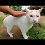お気に入りのベンチを他の猫にとられてイライラしちゃった茶シロ猫(YouTube)