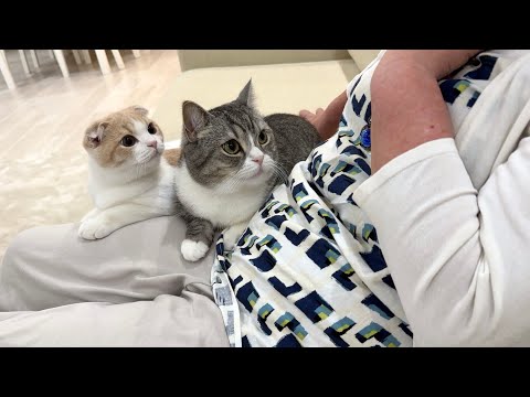 ばあばが大好きな猫たちがかまってほしくてこうなってました…笑(YouTube)