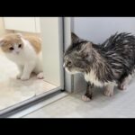 お風呂で濡れて小さくなっちゃった兄と再会した子猫の反応がかわいすぎたw(YouTube)