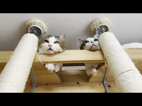 わざわざ狭いところで二匹揃ってアゴ乗せする猫(YouTube)