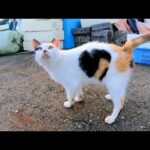 漁港のハートの三毛猫ちゃん、網の上から降りてきて腰トントンを要求してきた(YouTube)