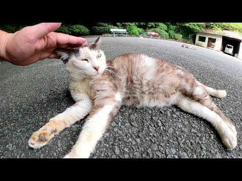 猫神社の休憩所で3匹の猫達が気持ち良さそうにお昼寝していた(YouTube)