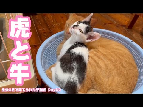 虎と子牛と 生後3日で棄てられた子猫達 Day 80(YouTube)