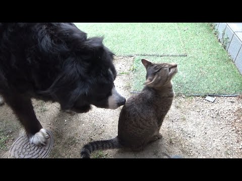 ウチの猫かチェックしている犬(YouTube)