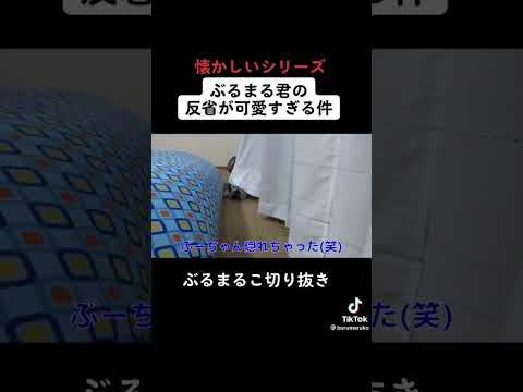 反省するイッヌ #ブルドッグ #犬 #反省(YouTube)
