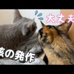 姉猫が咳をしてたときの他の猫の反応…！！(YouTube)