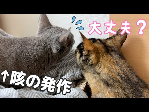 姉猫が咳をしてたときの他の猫の反応…！！(YouTube)