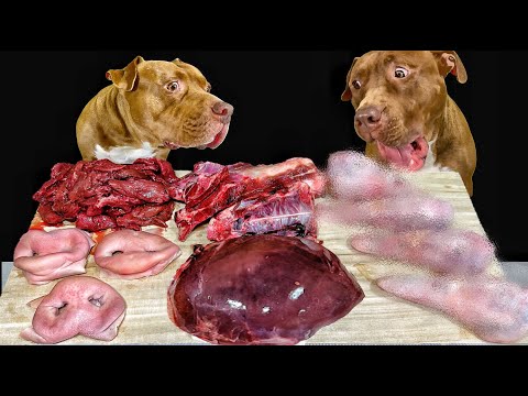 【犬のASMR】骨やアヒルをボリボリ食べるピットブルの咀嚼音がタマらない(YouTube)