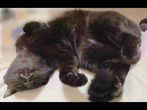 【猫動画】真夏の癒しニャンコ〜にゃんともパレード〜#猫動画#猫#296(YouTube)