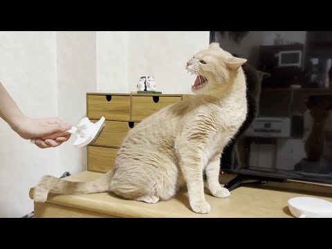 お父さんにはゴロゴロ音、お母さんにはシャー！と怒る猫(YouTube)