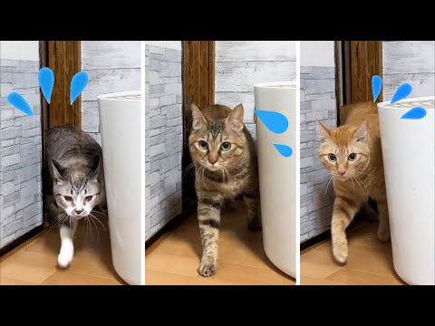 毎日遊んでる部屋なのに夜暗くなると雰囲気が変わる猫たち(YouTube)