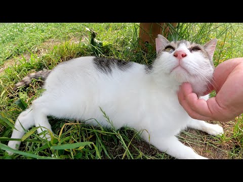 キジシロ猫が私をベンチへ案内してそっくりな仲間猫を紹介してくれた(YouTube)