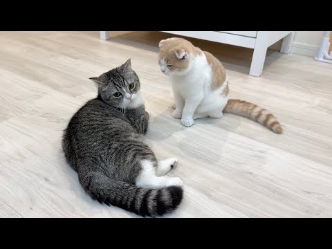 初めて弟に怒られちゃった兄猫の反応が可愛すぎました…(YouTube)