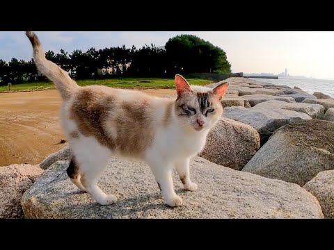 夕方の防波堤でよく喋る猫に出会った(YouTube)