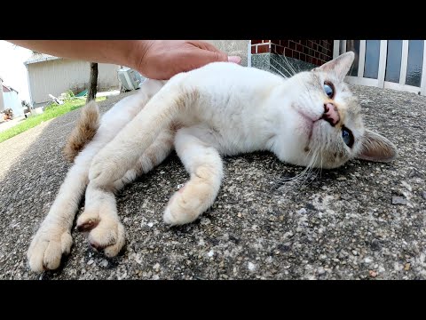 コテンッとひっくり返って甘えてくるシャム猫ちゃん(YouTube)