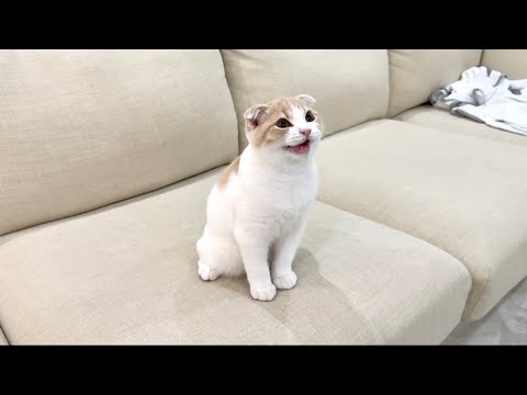 生まれて初めての子猫のクラッキングが下手くそでかわいすぎたw(YouTube)