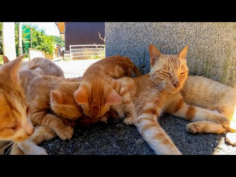 ちょっとの日陰に集まる茶トラ猫軍団(YouTube)