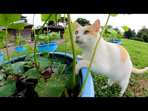 茶シロ猫が庭園をパトロールして、水草の様子を点検する(YouTube)