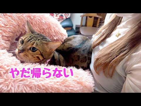実家が気に入ってしまい帰りの車に乗車拒否する猫さん(YouTube)