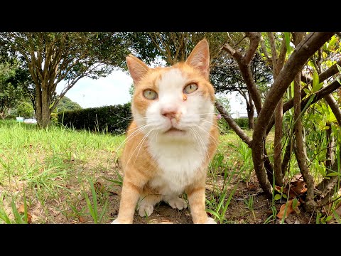 いかつい茶シロ猫が鼻息を荒げながらモフられにやって来た(YouTube)