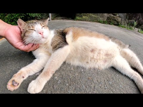 雨で薄汚れてしまった猫が大きなお腹をさらけ出してモフられる(YouTube)