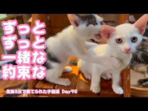 ずっとずっと一緒な!  生後3日で棄てられた子猫達 day 95(YouTube)