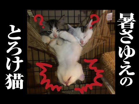 【猫動画】暑さゆえのとろけ猫〜にゃんともパレード〜#猫動画#猫#294(YouTube)