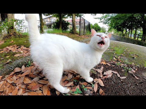 初めましての白猫ちゃん、大きな声で挨拶してくれてすぐに友達になった！(YouTube)