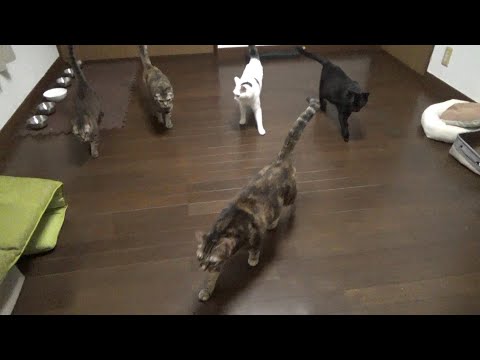 半年前に引っ越して来た５匹の猫たち(YouTube)