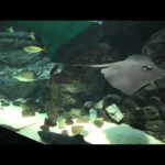 瀬戸内ゾーン (四国水族館) 2021年8月4日(YouTube)