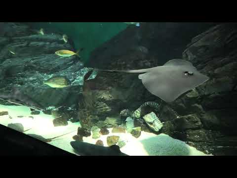 瀬戸内ゾーン (四国水族館) 2021年8月4日(YouTube)