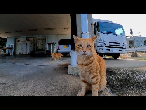 夕方漁港に集まってくる猫たち、何か会話している?!(YouTube)