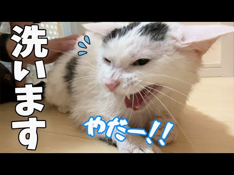 大変なことになったので急遽お風呂に入れます！！(YouTube)