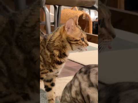 フレーメン反応を期待したのに予想外の反応をされ引く飼い主 #ベンガル #ルトロゼ #猫(YouTube)