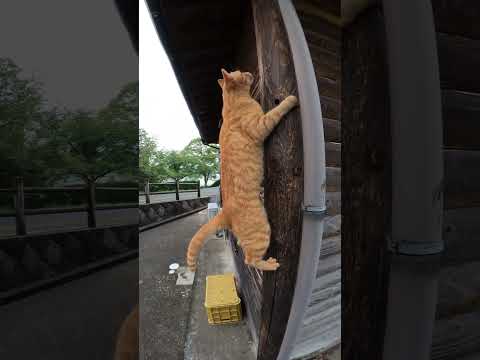 茶トラ猫が柱にしがみ付いてよじ登る(YouTube)