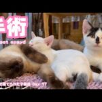 いよいよ明日手術です 生後3日で棄てられた子猫達 Day 97 They will be spayed tomorrow(YouTube)