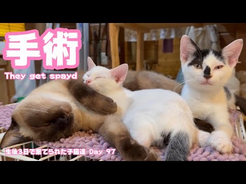 いよいよ明日手術です 生後3日で棄てられた子猫達 Day 97 They will be spayed tomorrow(YouTube)