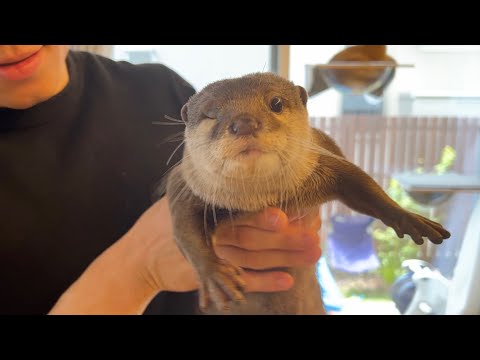 庭に遊びにくる鳥をカワウソと猫と３人で探す！Otter and cat keep looking for birds that come to play in the garden.(YouTube)