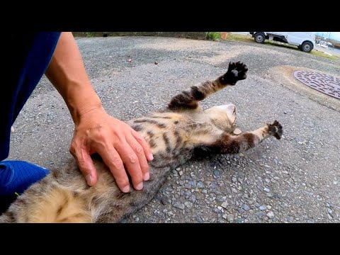 道端で猫が何か話し掛けてきたのでナデナデするとゴロンゴロン転がってカワイイ(YouTube)