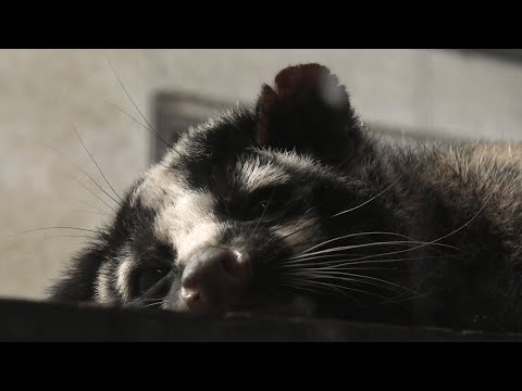 ハクビシン (天王寺動物園・ナイトズー) 2021年10月11日(YouTube)