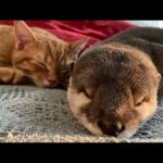 カワウソの寝相のクセがあまりに強すぎるのが完全にわかる動画 The otter’s sleeping habits are too strong.(YouTube)
