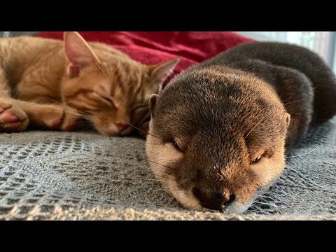 カワウソの寝相のクセがあまりに強すぎるのが完全にわかる動画 The otter’s sleeping habits are too strong.(YouTube)
