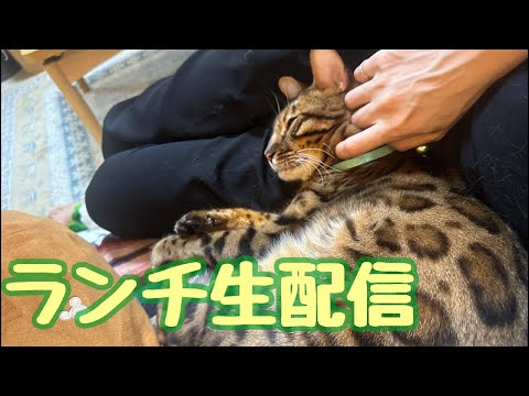 【ランチ生配信7/5】暑かったり雨だったり落ち着かない最近ですが猫でも見てほっこりしませんか？生配信(YouTube)