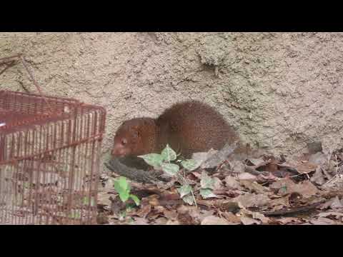 コビトマングース (天王寺動物園) 2021年10月19日(YouTube)