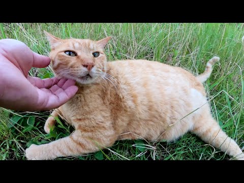 脚を一本失った茶トラ猫がゴロンと寝転がってお腹を触らせてくれた(YouTube)