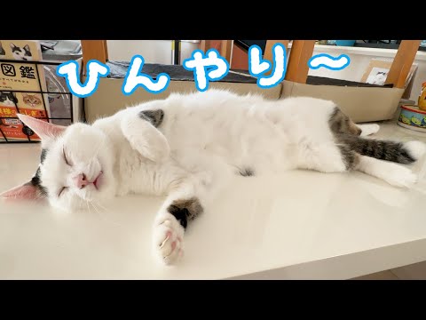 暑くなって朝寝が大胆になった猫チロさん(YouTube)