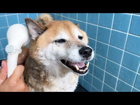 お風呂でシャンプー笑顔の柴犬とお部屋でザワザワし始める猫たち(YouTube)