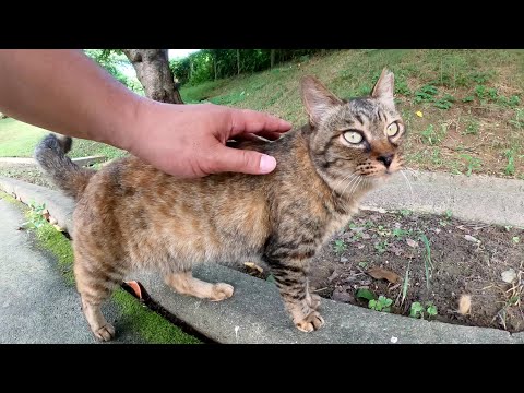 「セミを捕まえてきてやるからな！」と高い木に登っていく猫(YouTube)