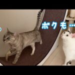 朝から回し車が大人気です！(YouTube)