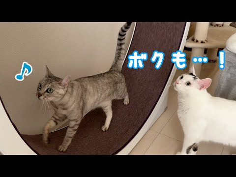 朝から回し車が大人気です！(YouTube)